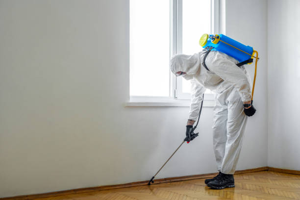 Best Mosquito Control Services  in Show Low, AZ