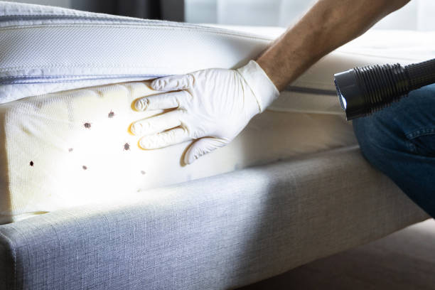 Best Affordable Pest Control Services  in Show Low, AZ