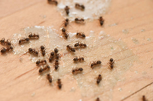 Professional Pest Control in Show Low, AZ