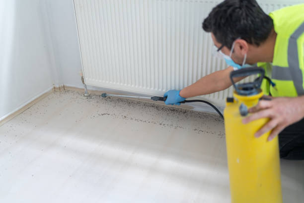 Best Affordable Pest Control Services  in Show Low, AZ