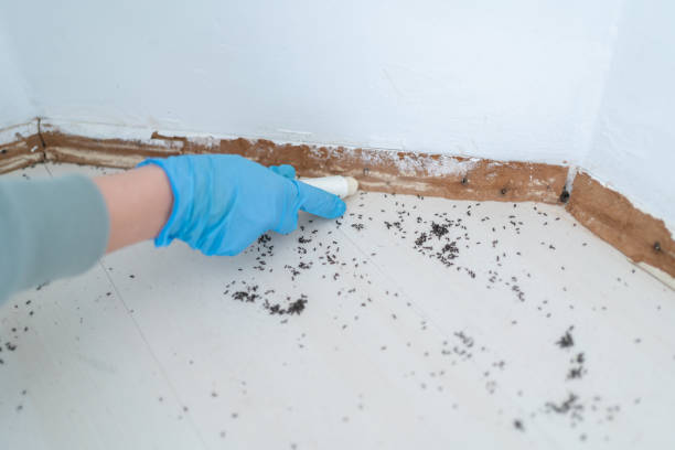 Best Cockroach Control Services  in Show Low, AZ